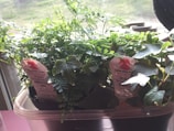 A charming small herb garden with labeled pots on a bright windowsill.