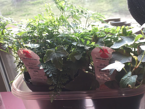 A tidy herb garden with labeled pots on a sunny windowsill.