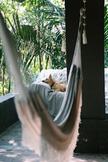 A peaceful resting spot with shaded hammocks and clean dog beds under tall trees.