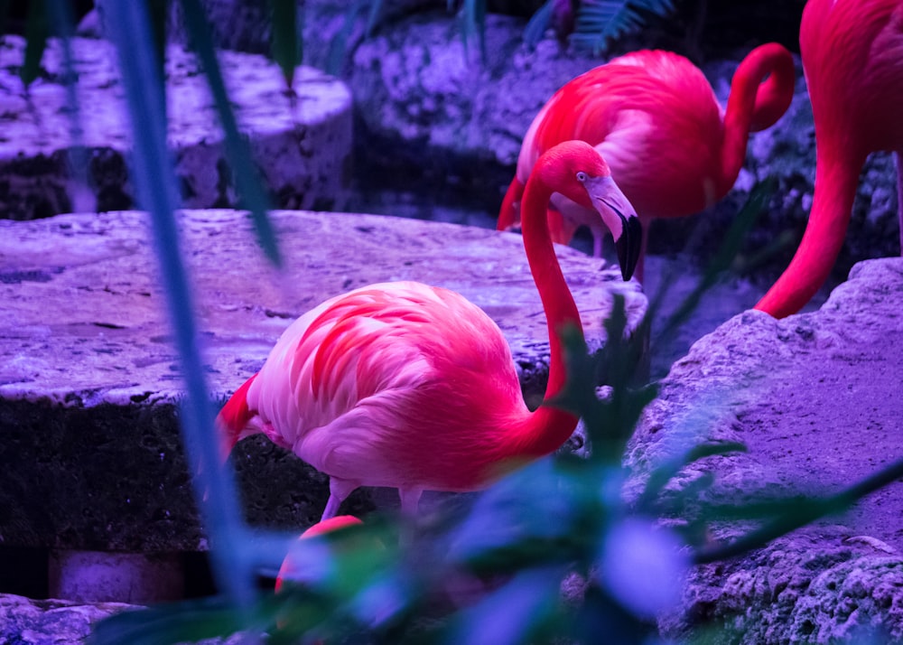 pink flamingo