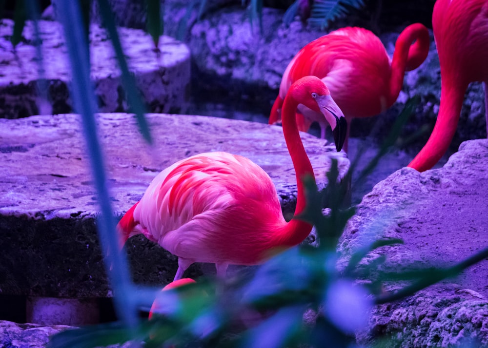 flamingo rosa