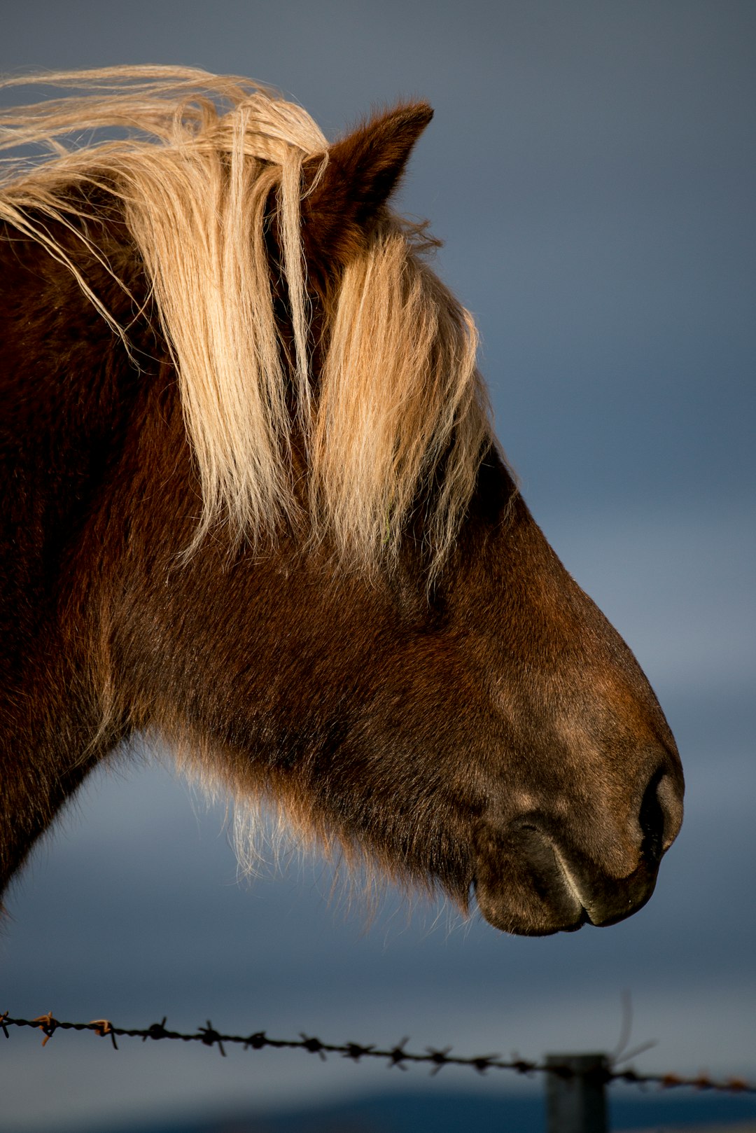 brown horse