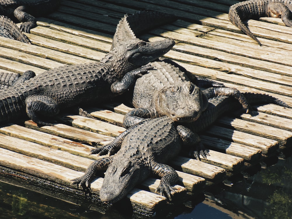 Tres cocodrilos tumbados en un muelle de madera durante el día