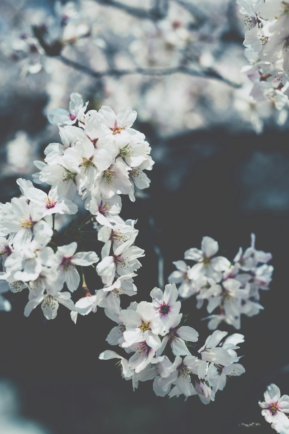 white flowering plant