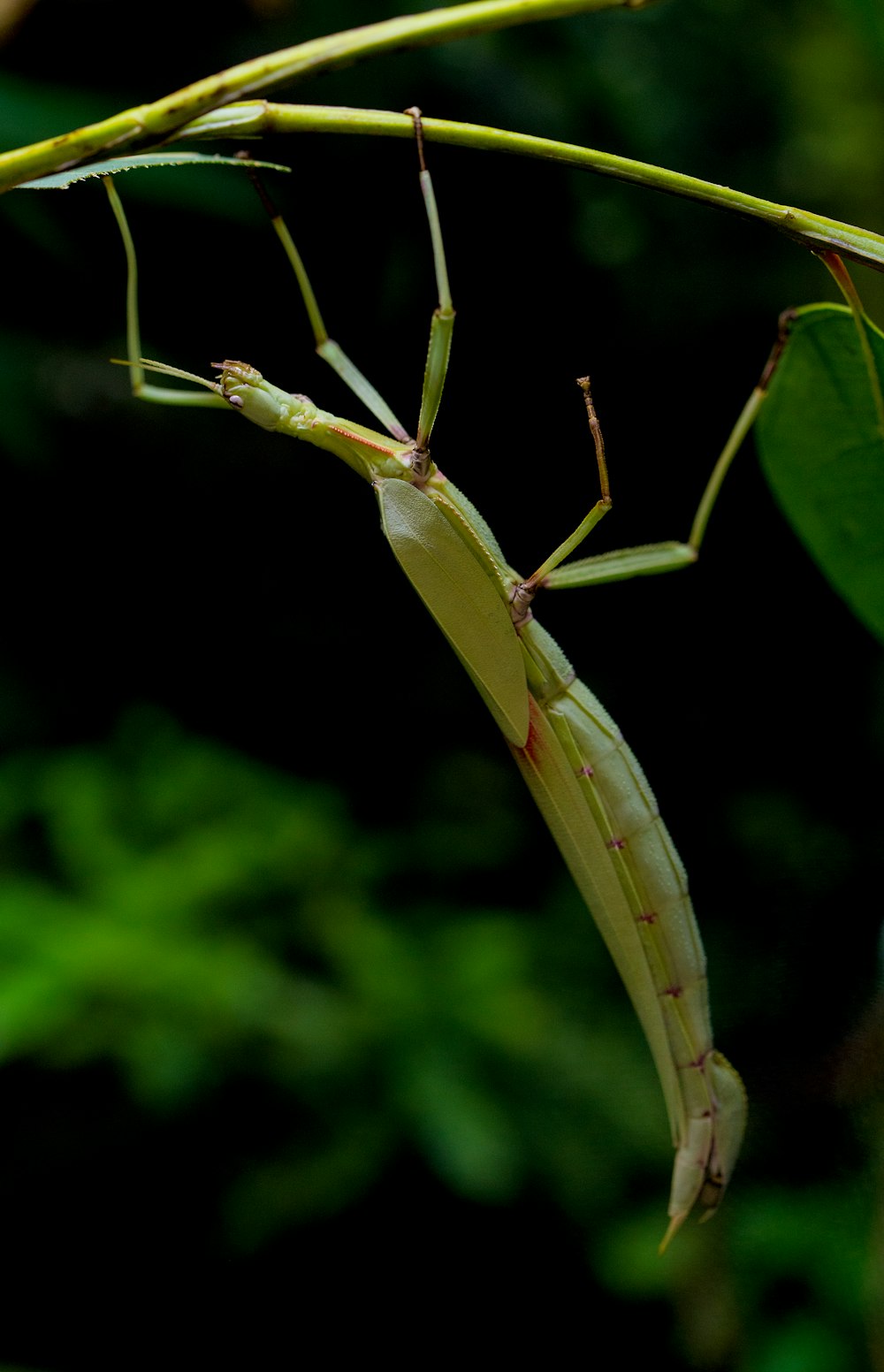 green grasshopper