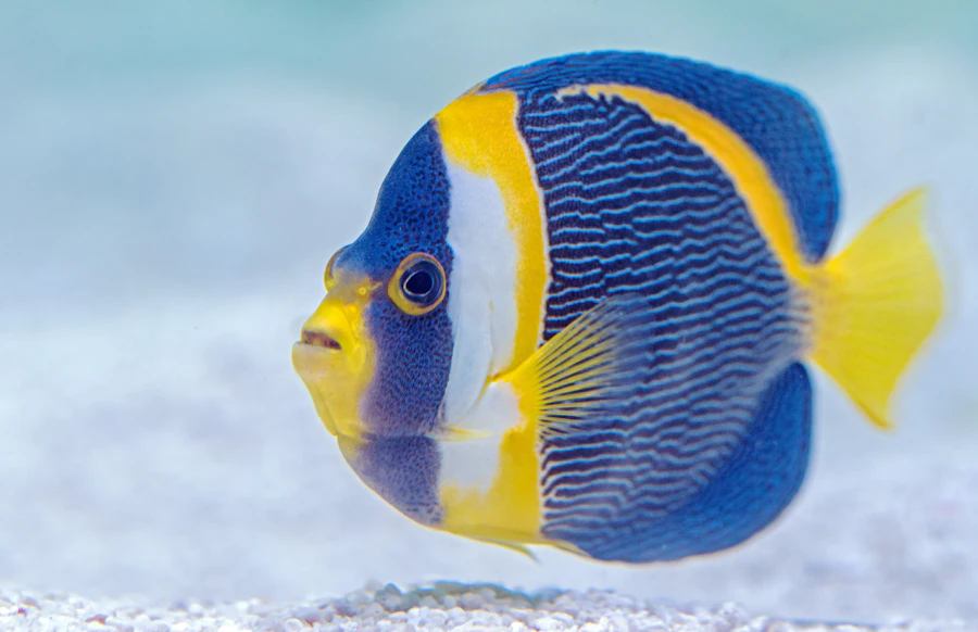 Blue and yellow marine angelfish swimming over sand