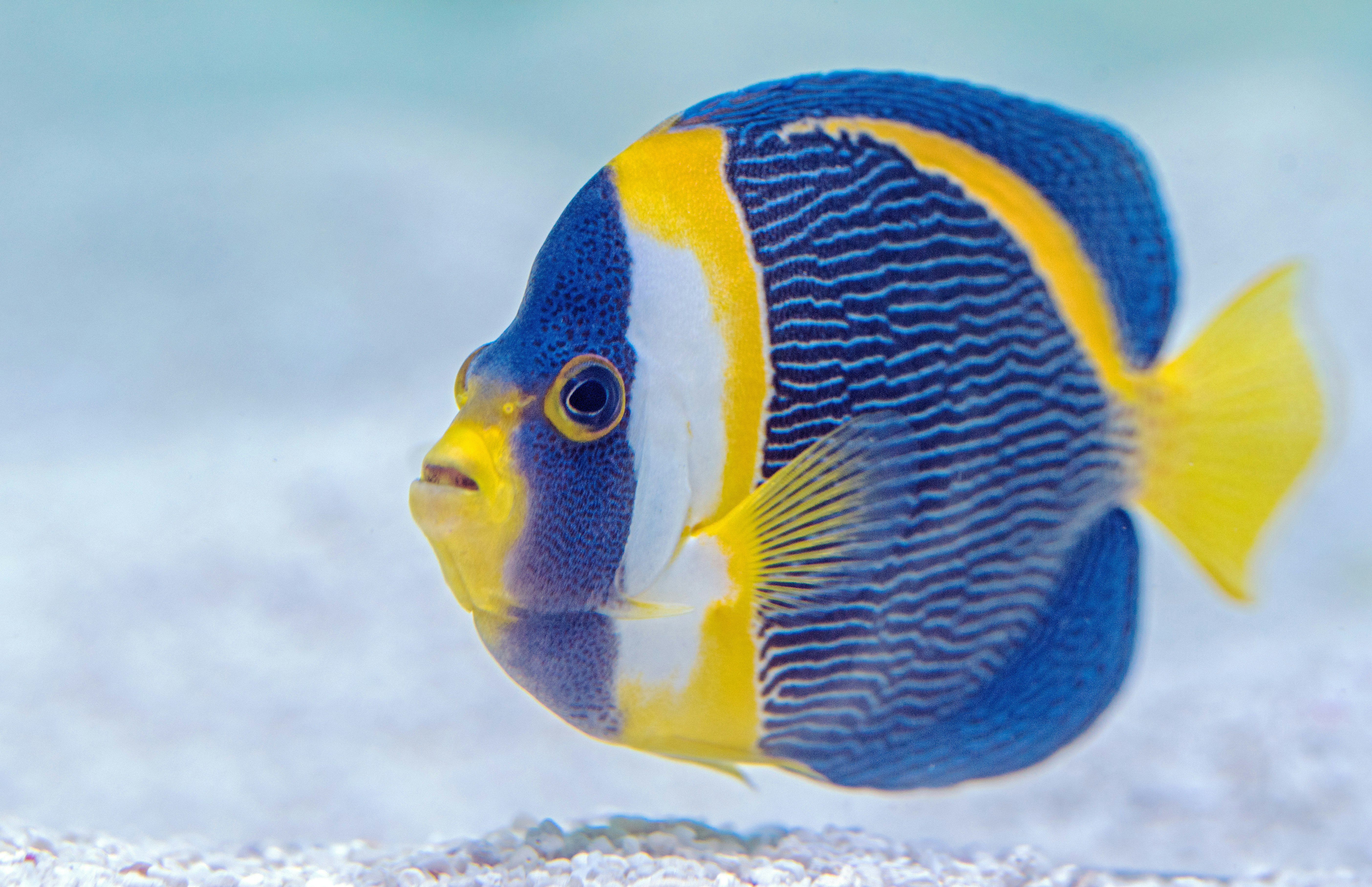 Angelfishes are some of the most beautiful and colourful fishes found on coral reefs.