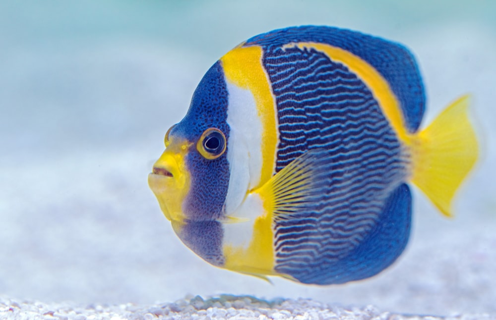 Selektive Fokusfotografie von blauen und gelben Flossenfischen