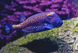 blue and yellow fish swimming underwater