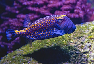 blue and yellow fish swimming underwater