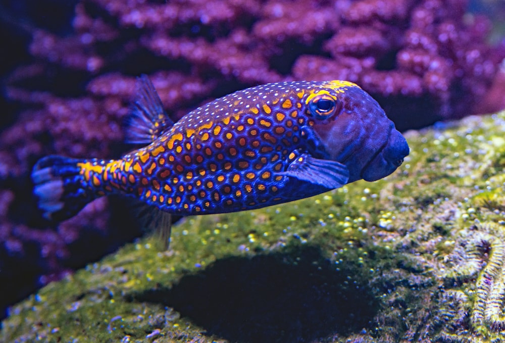peixes azuis e amarelos nadando debaixo d'água