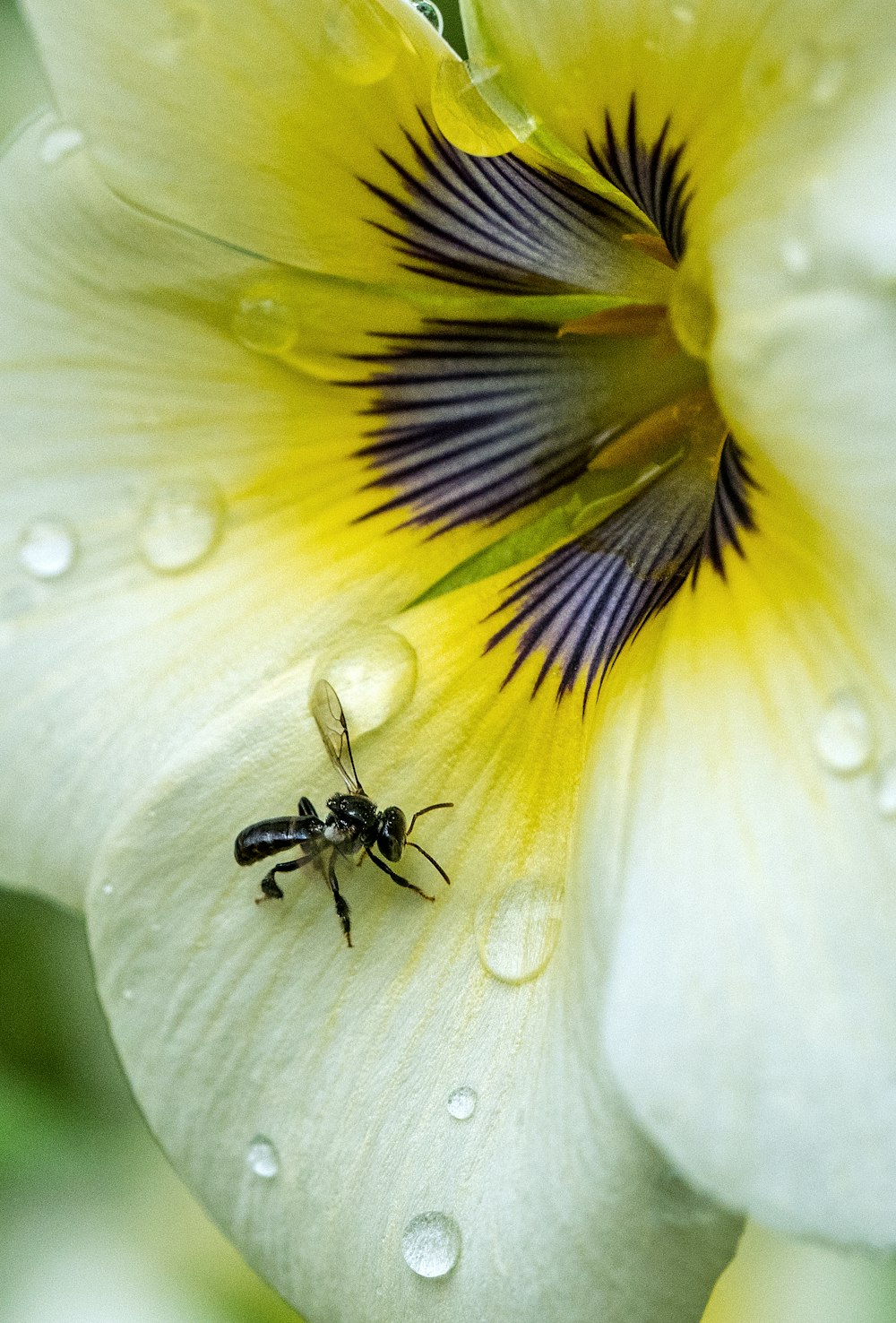 black insect on flower