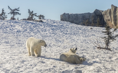 two polar bears playing on snow