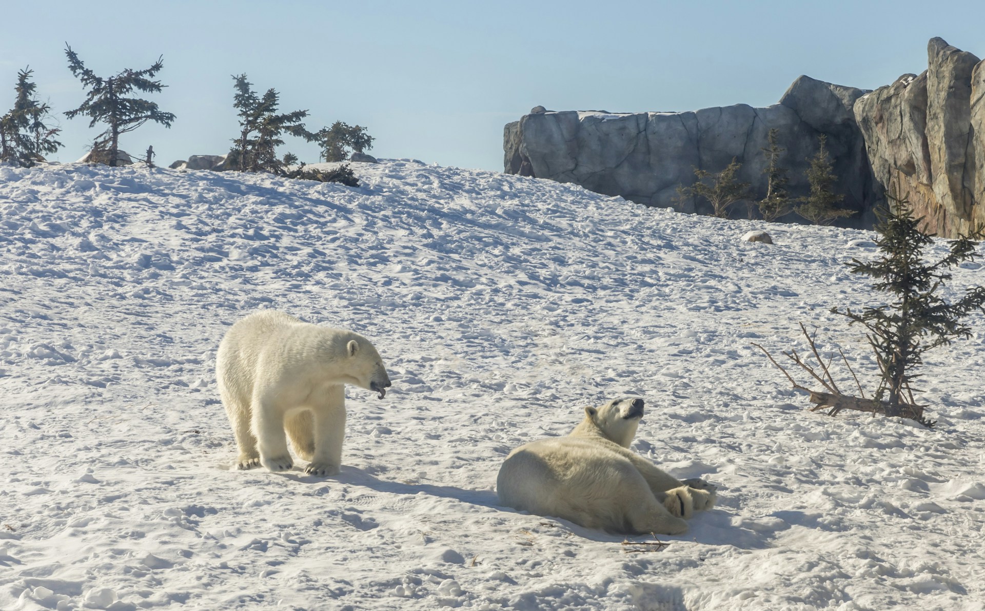 two polar bears playing on snow
