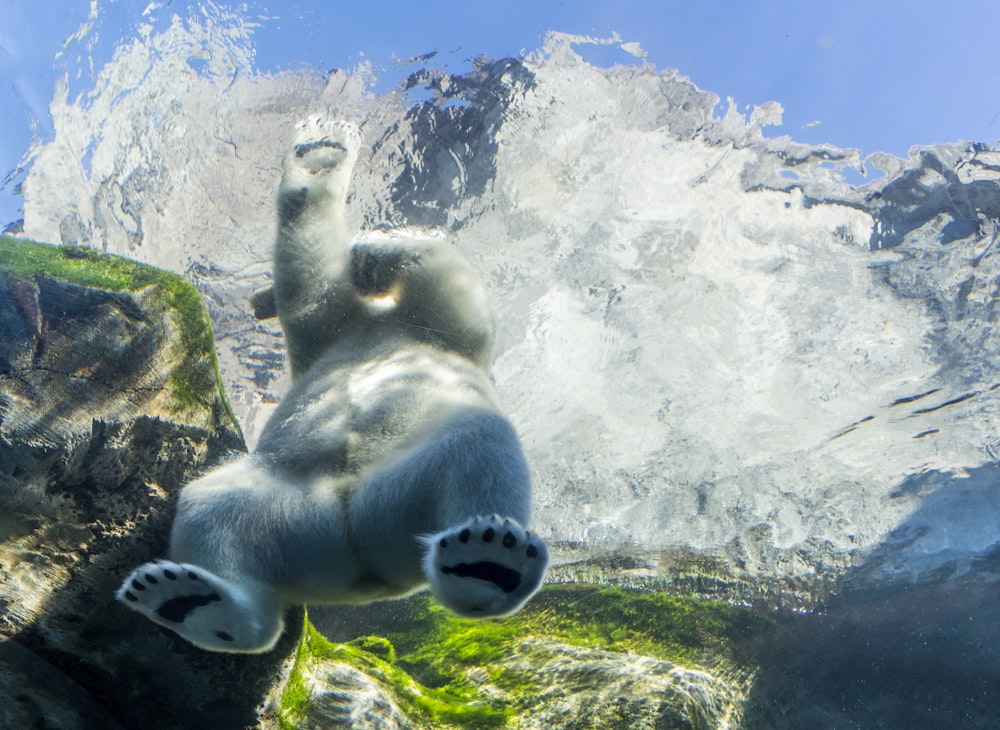 polar bear with mountain