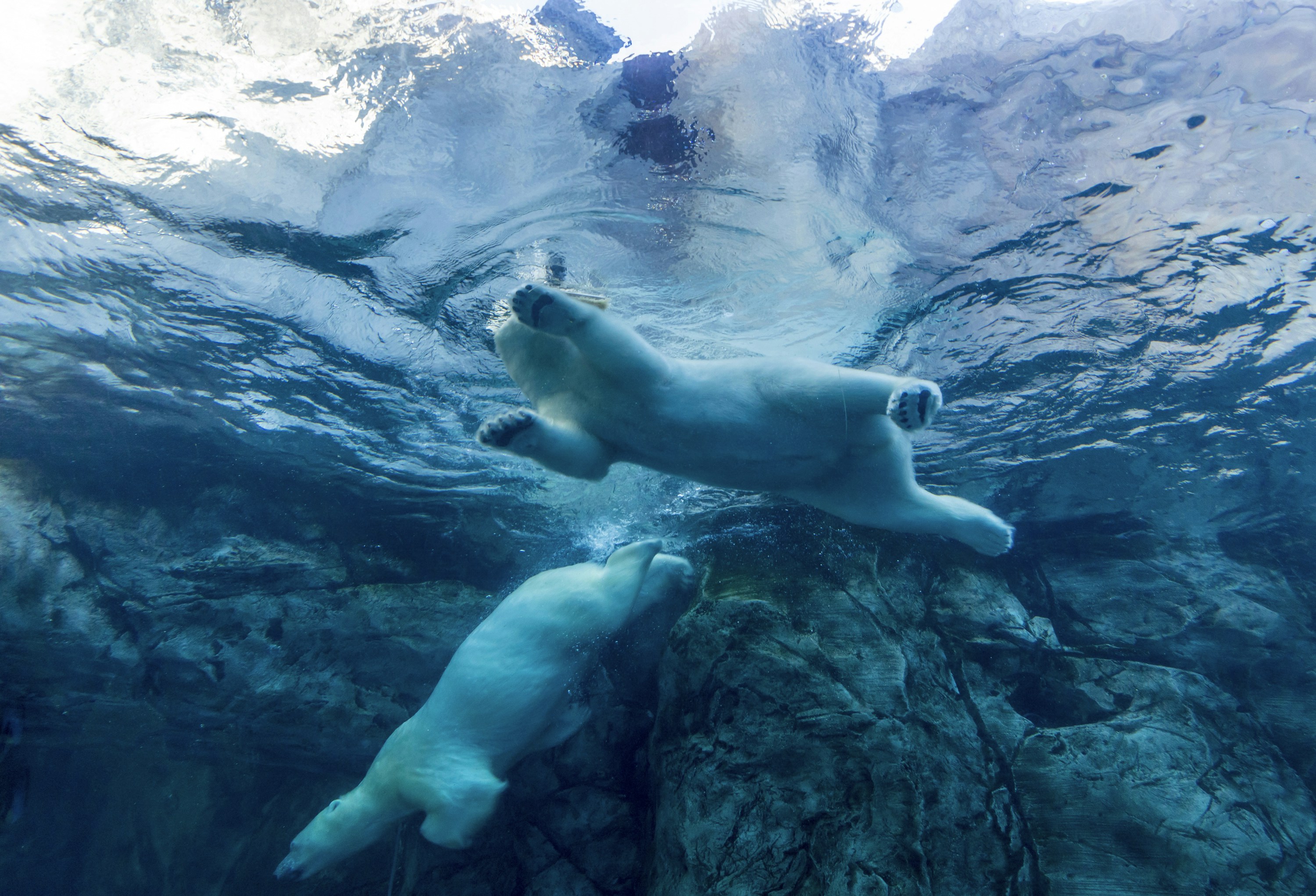 two polar bears swimming in water bears teams background
