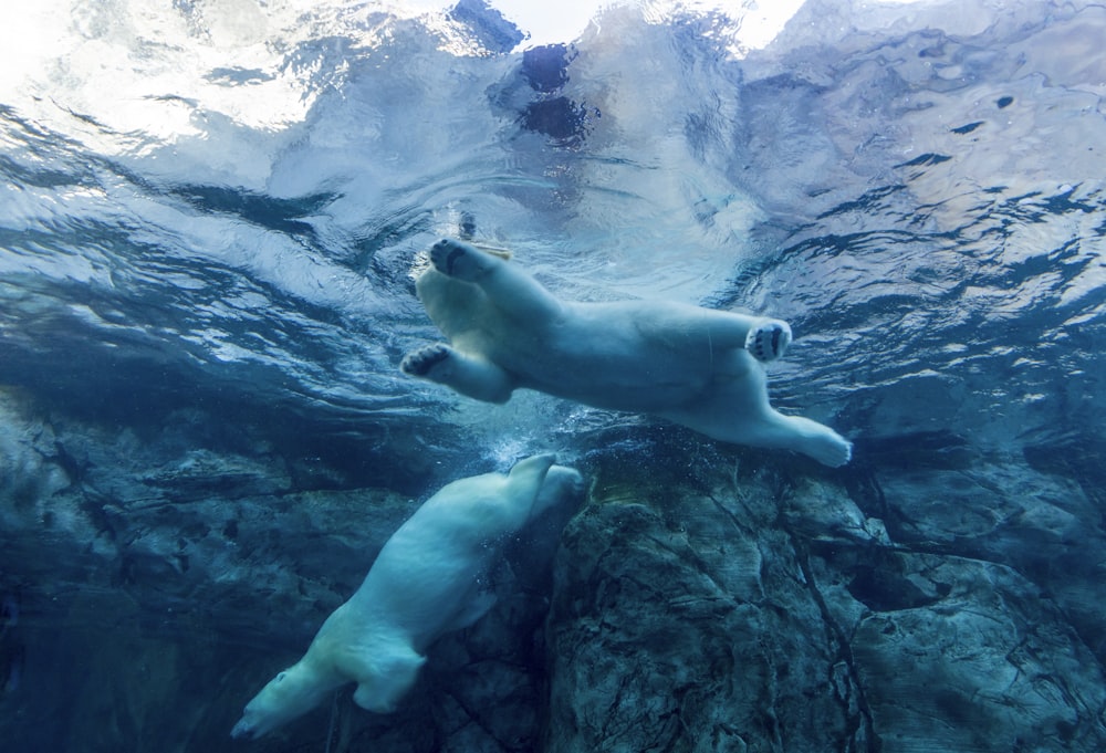 two polar bears swimming in water