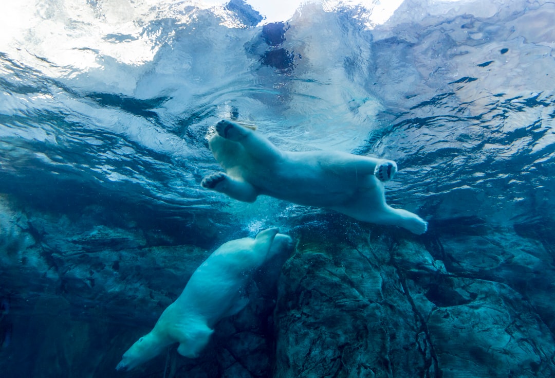 travelers stories about Underwater in Assiniboine Park Zoo, Canada