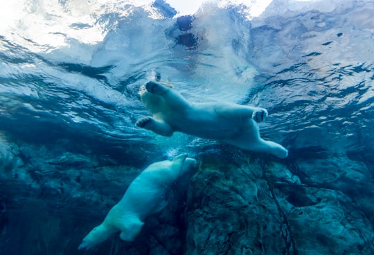 two polar bears swimming in water in Assiniboine Park Zoo Canada