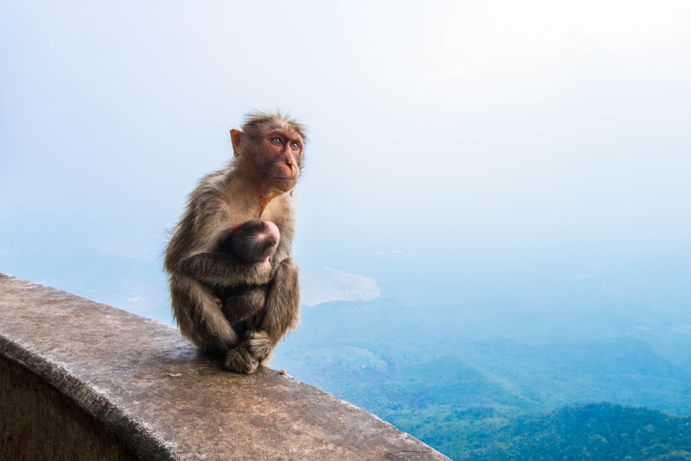 monkey sitting on edge of building