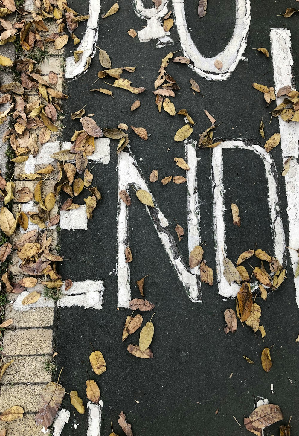 dry leaves on black concrete pavement