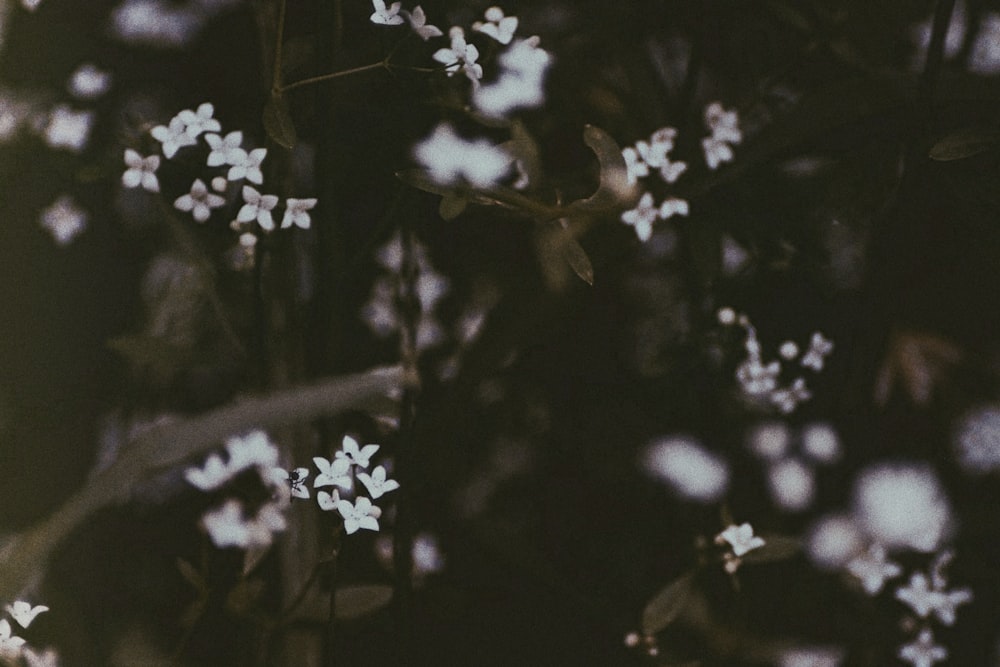 closeup photo of white petaled flower