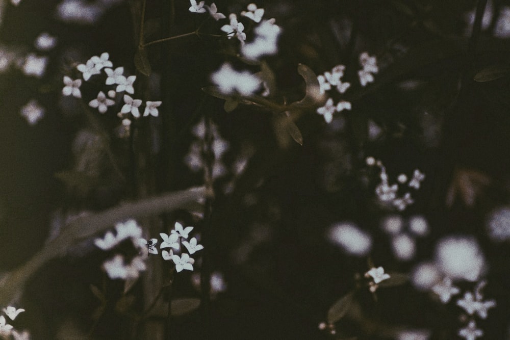 foto de closeup da flor branca de pétalas