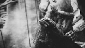 A monochrome photograph features a contemplative monkey intently studying its hand. The animal's facial expressions suggest deep thought or concentration, with strong lighting highlighting the texture of its fur and the details of its fingers.