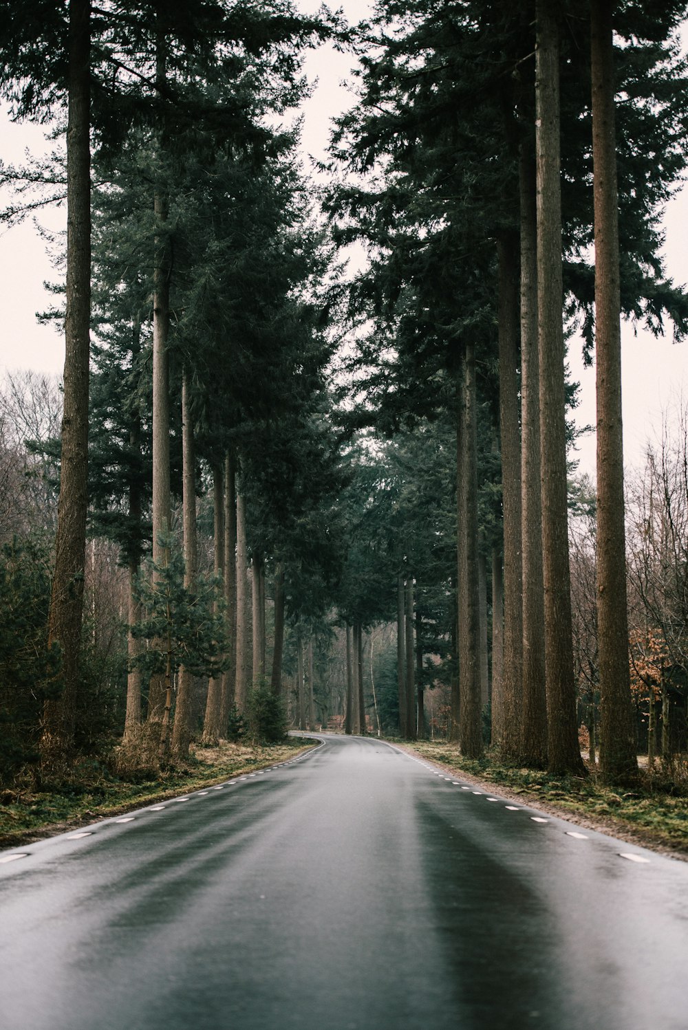 Route grise entre la forêt