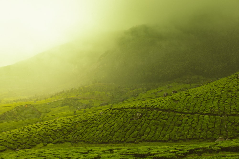 green grass field with smoke