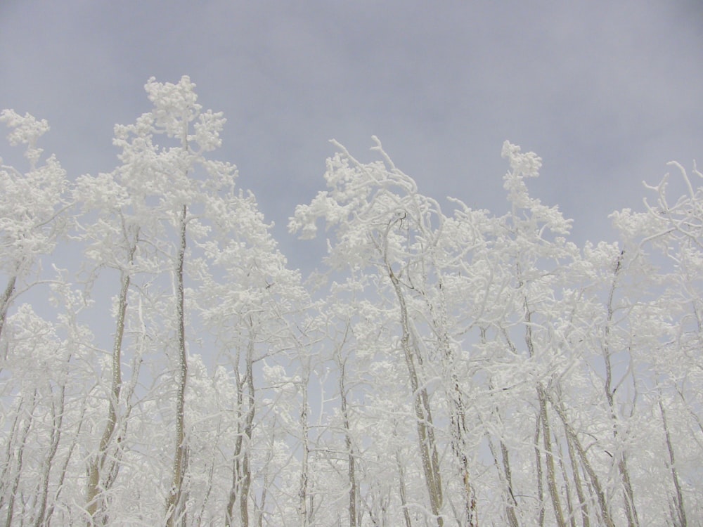 white leafed tree under white cloud