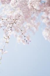 selective focus photography of pink petaled flower