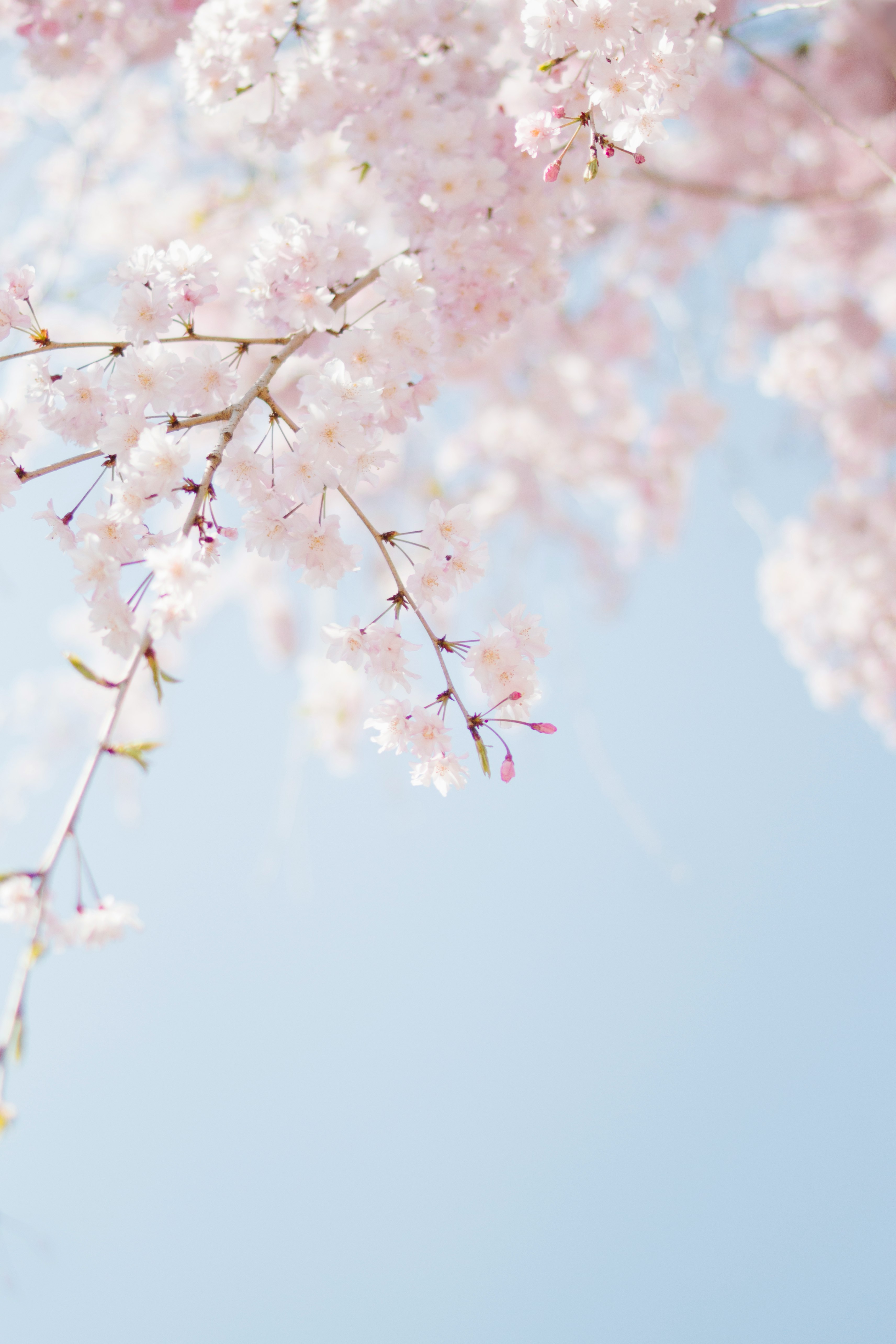 selective focus photography of pink petaled flower