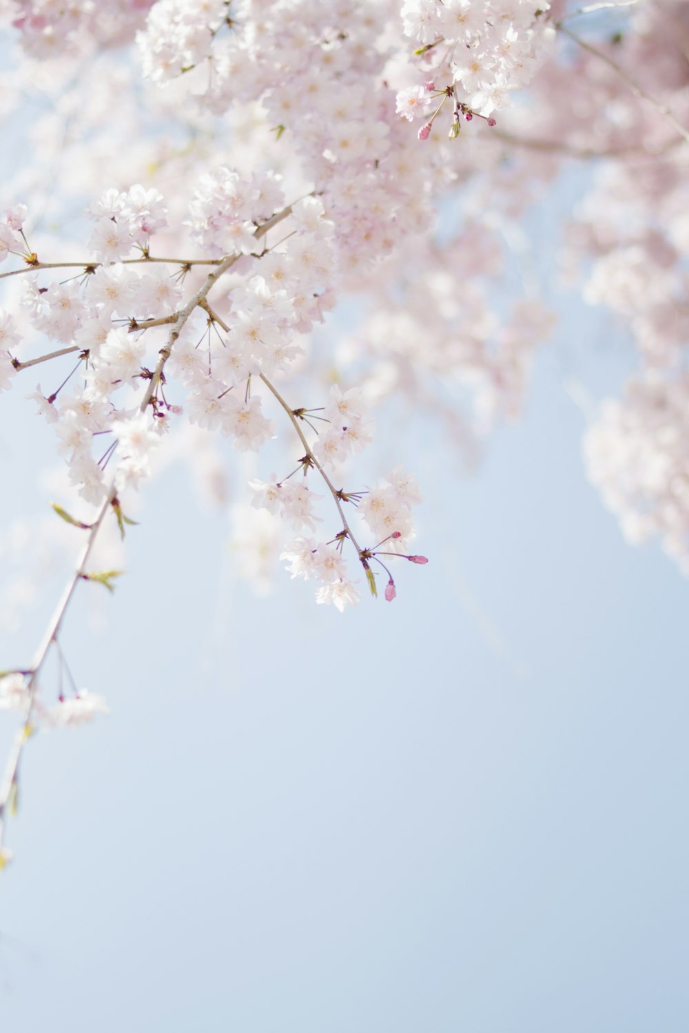 Selektive Fokusfotografie von rosa Blütenblättern