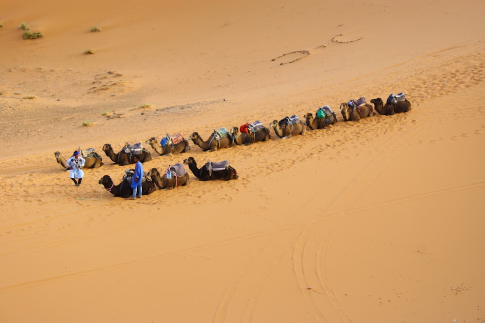 camels walking on dessert