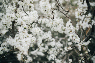 grayscale photo of white petaled flower
