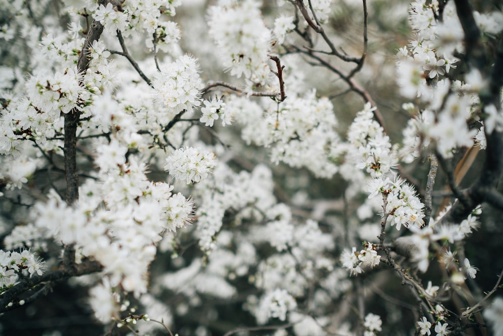 grayscale photo of white petaled flower