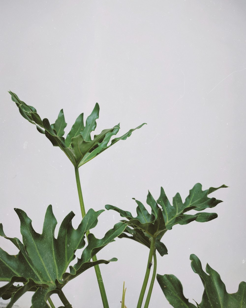 green plants with white background