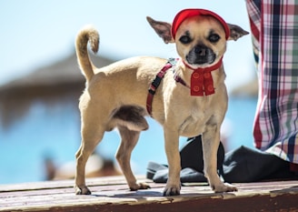 A dog confidently standing on a skateboard in a training session
