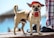 A small dog wearing a red cap and harness stands confidently on a wooden surface with a blurred background of an outdoor setting.