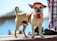 A small dog wearing a red cap and harness stands confidently on a wooden surface with a blurred background of an outdoor setting.