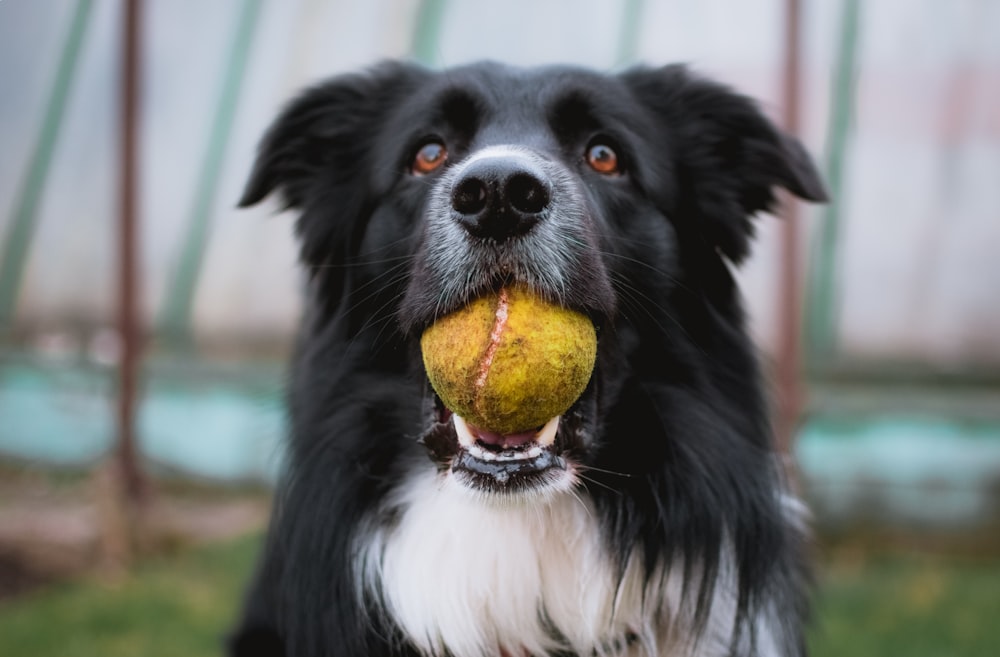 border collie noir et blanc avec balle de tennis dans la bouche photographie en gros plan