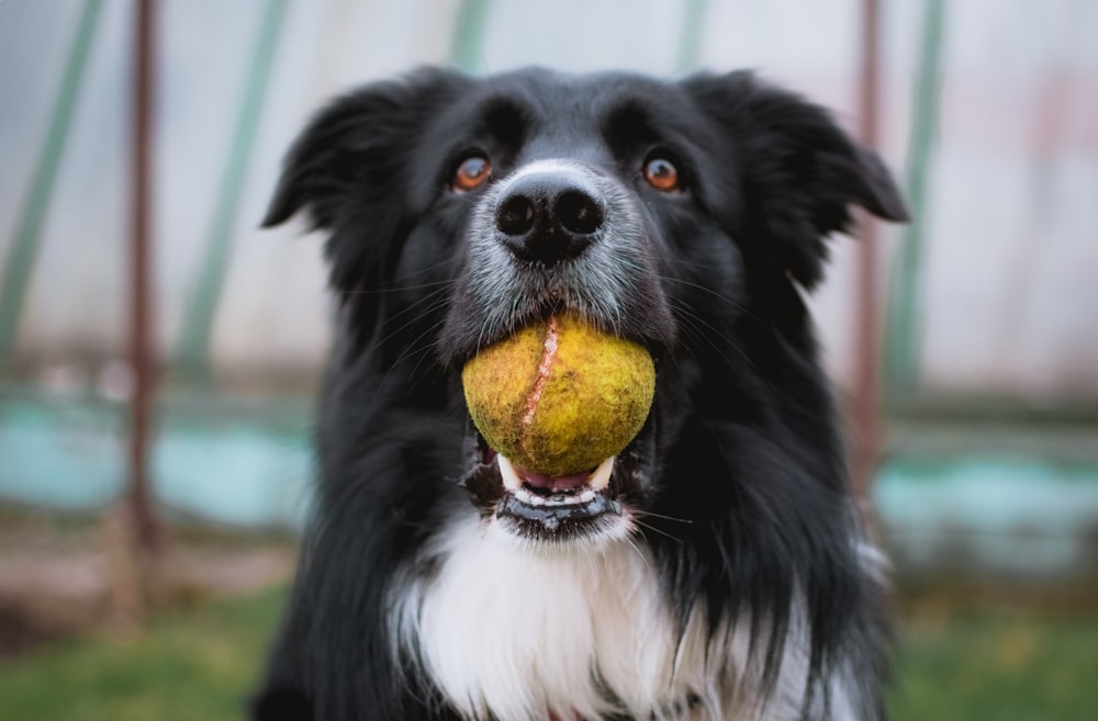 Schwarz-weißer Border Collie mit Tennisball im Mund Nahaufnahme