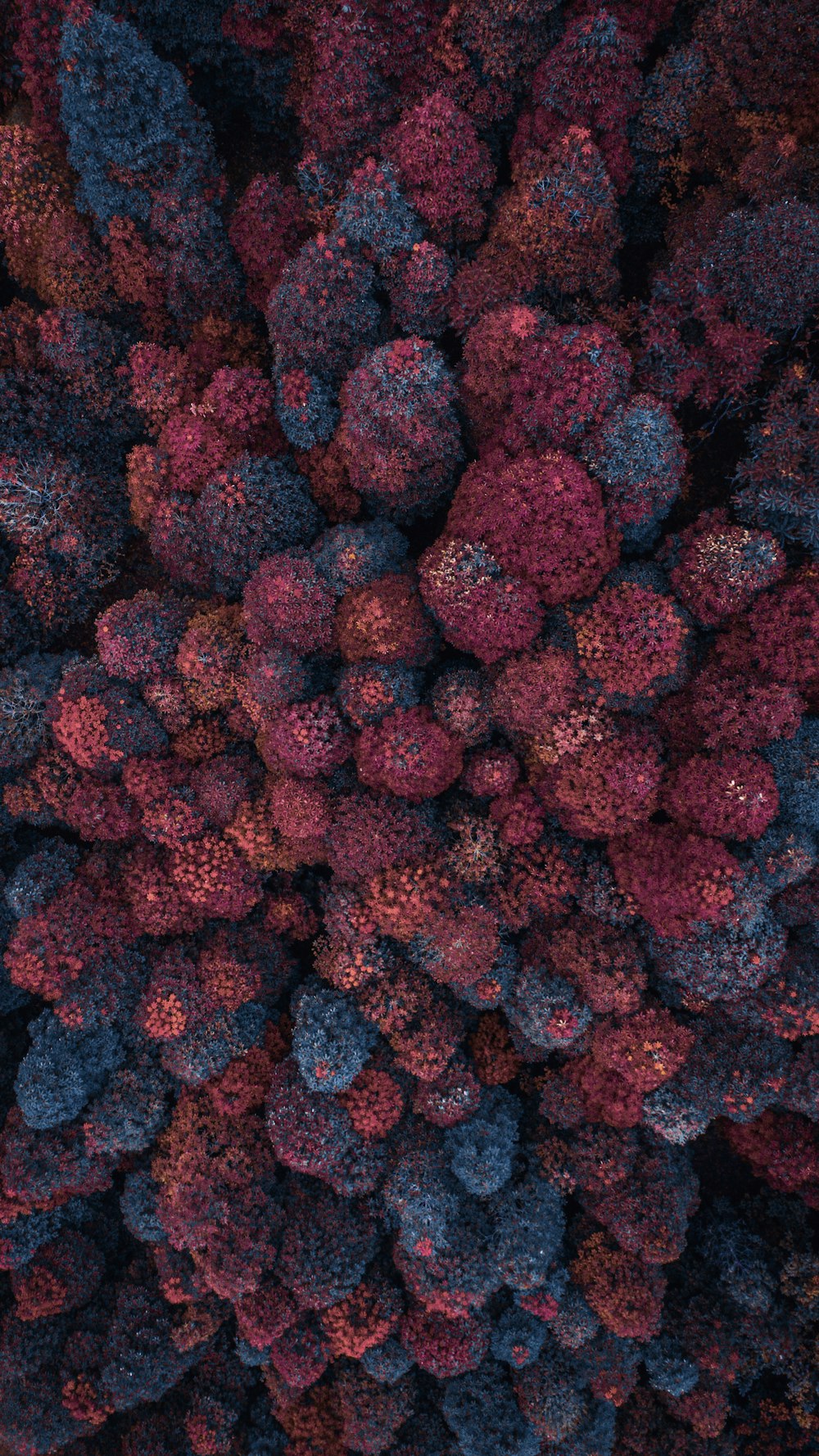 aerial view photography of of pink and blue pine trees