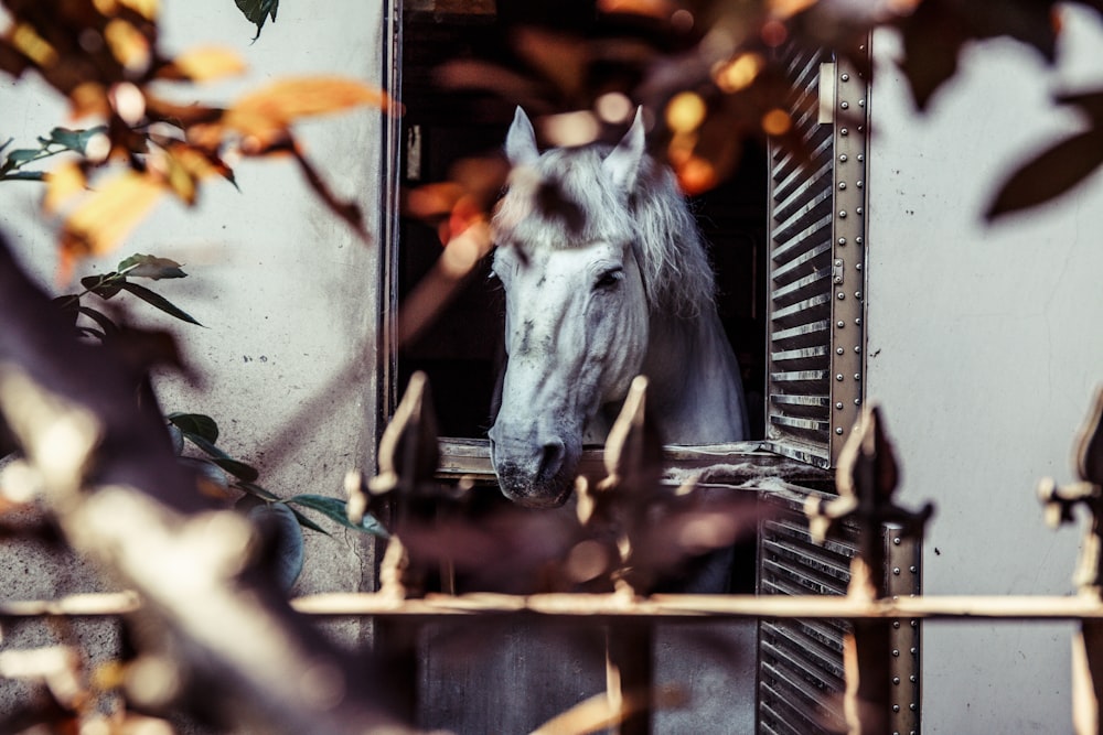 white horse on window with leaves
