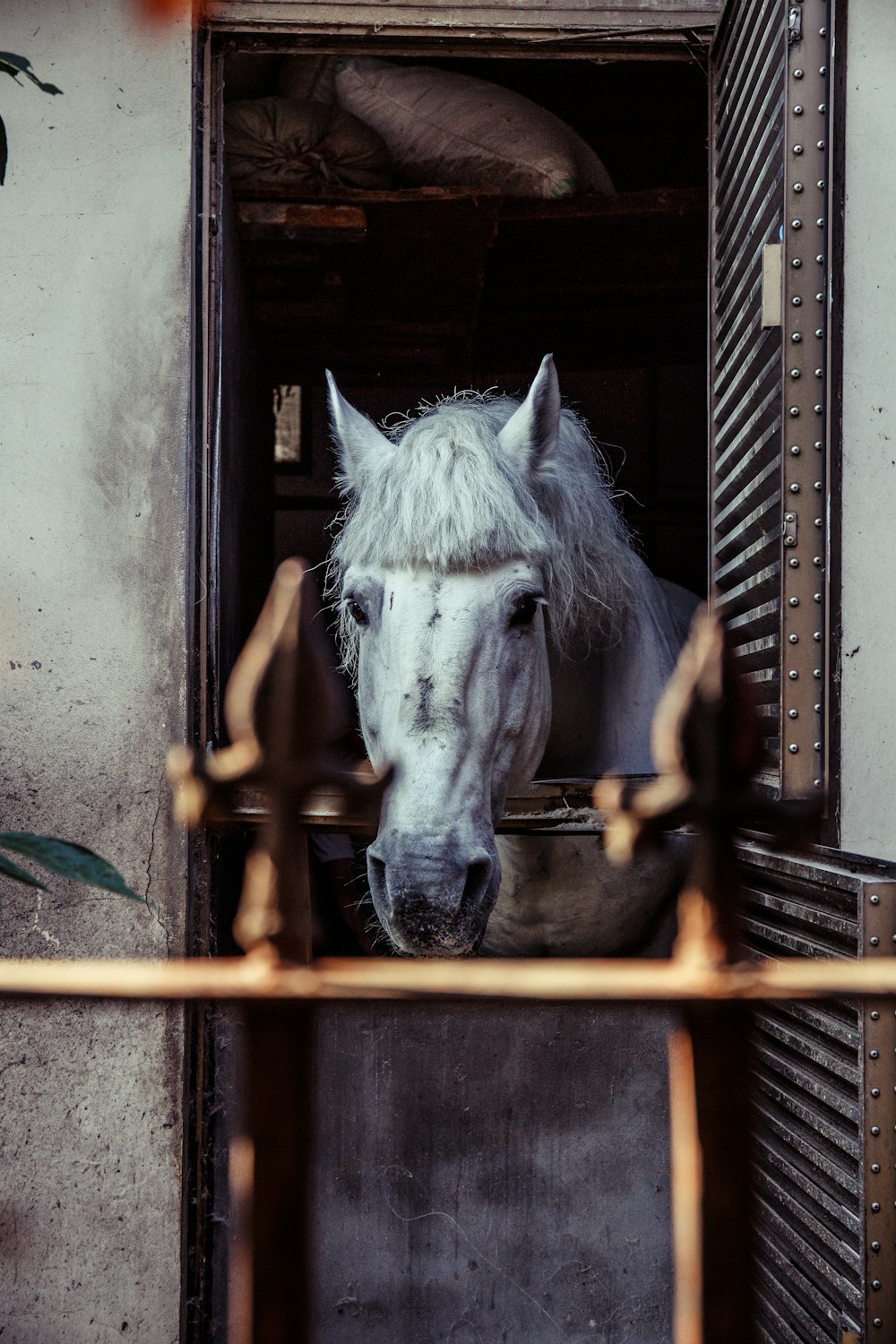 white horse peek on window