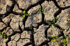 green leafed plant between soil