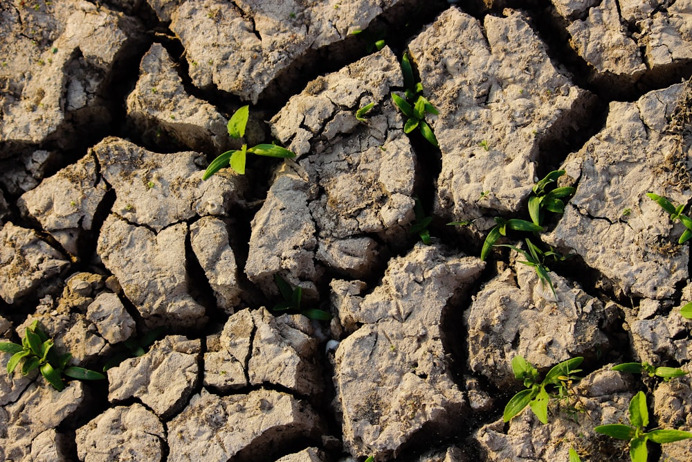 green leafed plant between soil