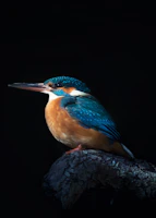 Close-up of a kingfisher perched on a slender branch, its bright blue feathers glowing.