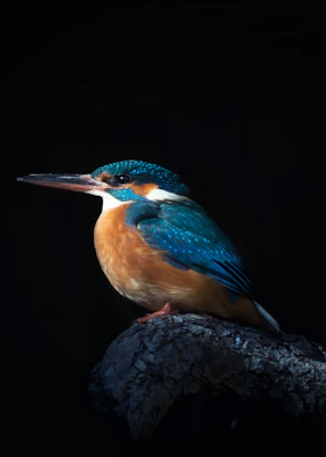 Close-up of a kingfisher perched on a slender branch, its bright blue feathers glowing.